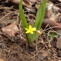 Curculigo orchioides Gaertn.